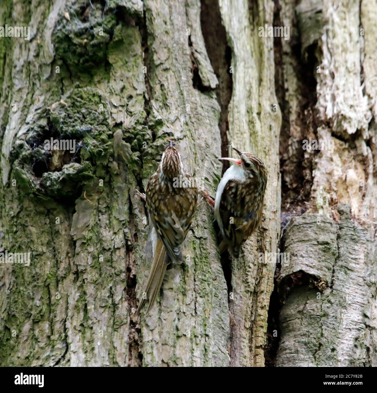 Treepers bâtiment et alimentation au site du nid Banque D'Images