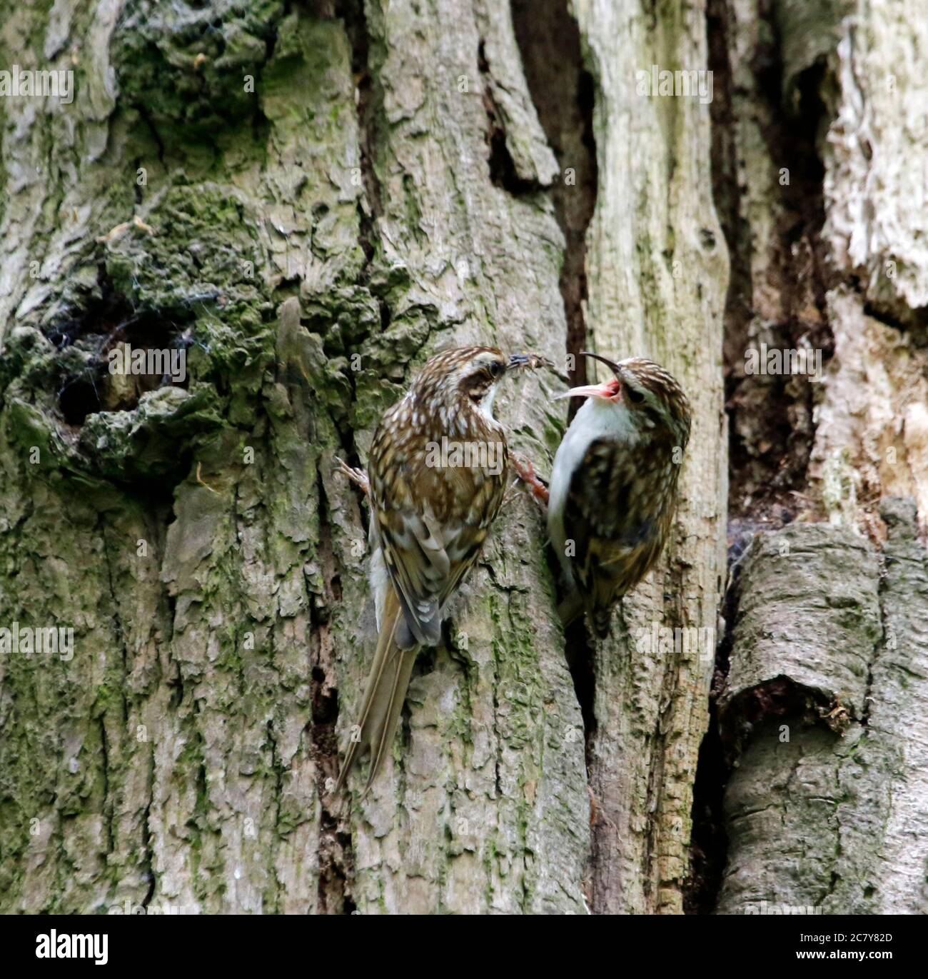 Treepers bâtiment et alimentation au site du nid Banque D'Images