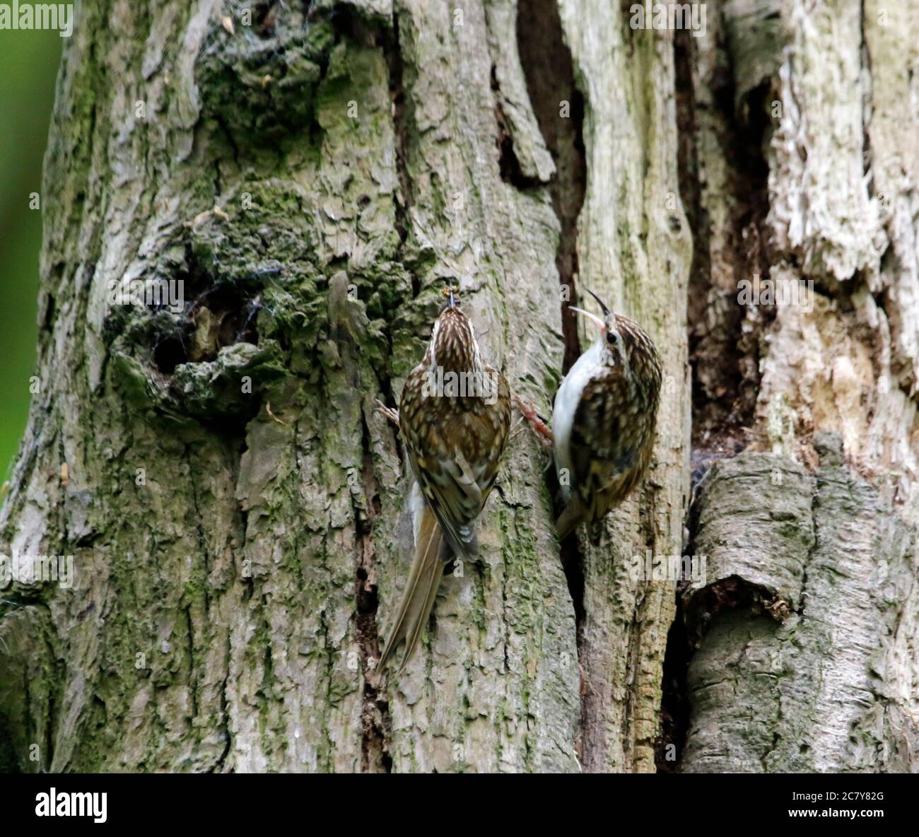 Treepers bâtiment et alimentation au site du nid Banque D'Images
