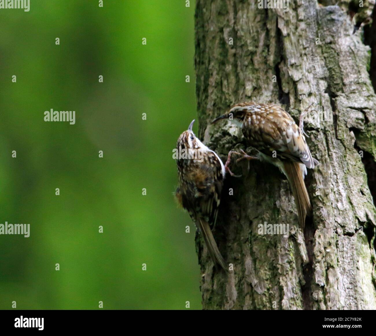 Treepers bâtiment et alimentation au site du nid Banque D'Images