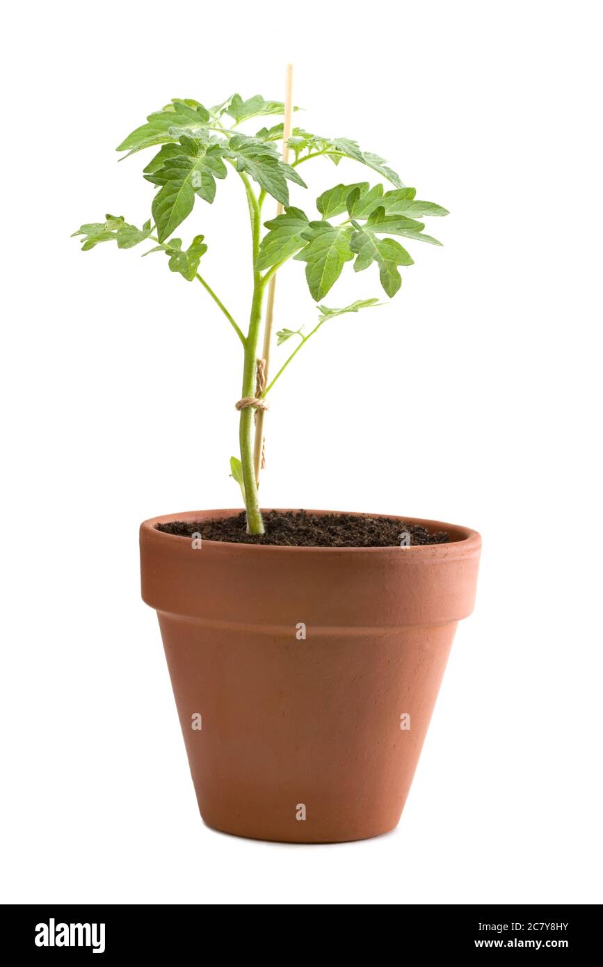 Jeune plante de tomate dans un pot isolé Banque D'Images