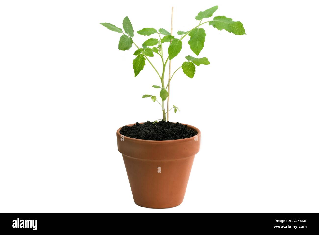 Plante de tomate en pot isolée sur fond blanc Banque D'Images