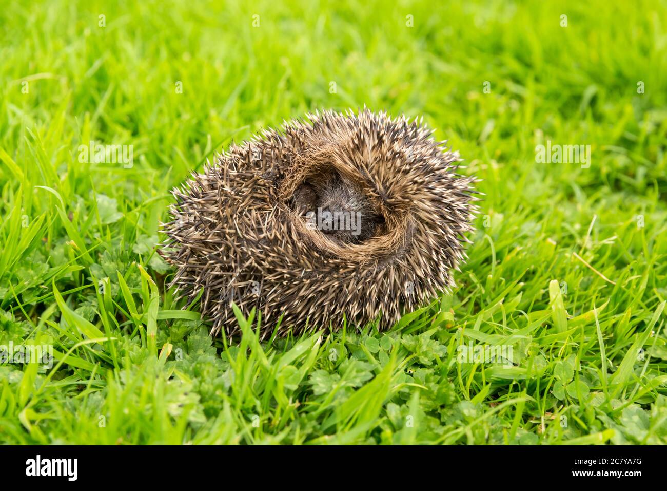 Hérisson (nom scientifique ou latin: Erinaceus Europaeus) hérisson ...