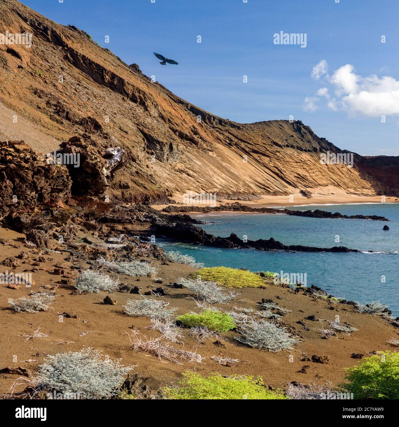 Paysage volcanique sur l'île de Bartolomé dans les îles Galapagos en Equateur. L'oiseau est un Faucon Galapagos (Buteo galapagoensis). Banque D'Images