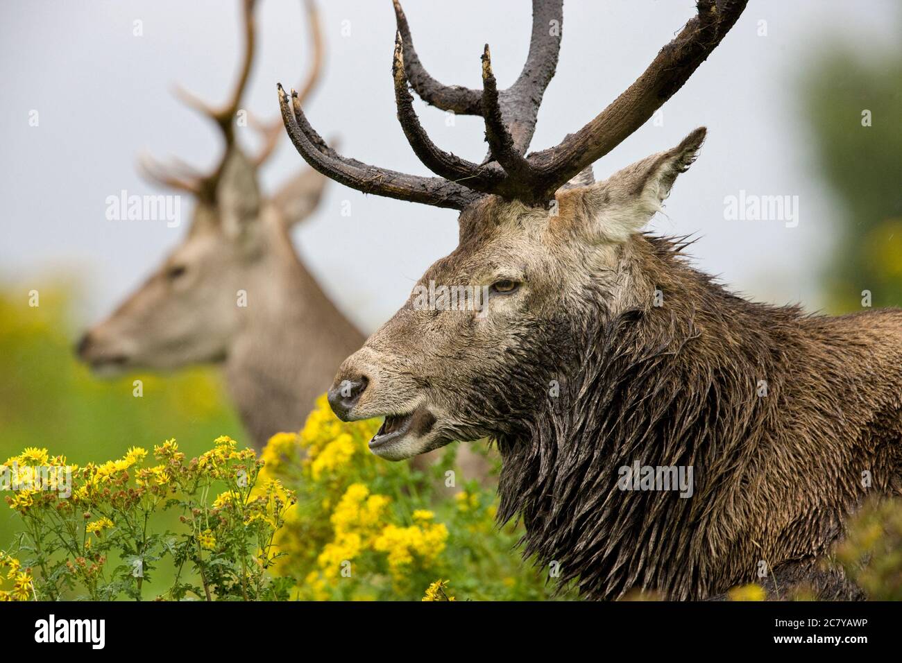 Red Deer Stag - (Cervus elaphus) dans les Highlands écossais Banque D'Images