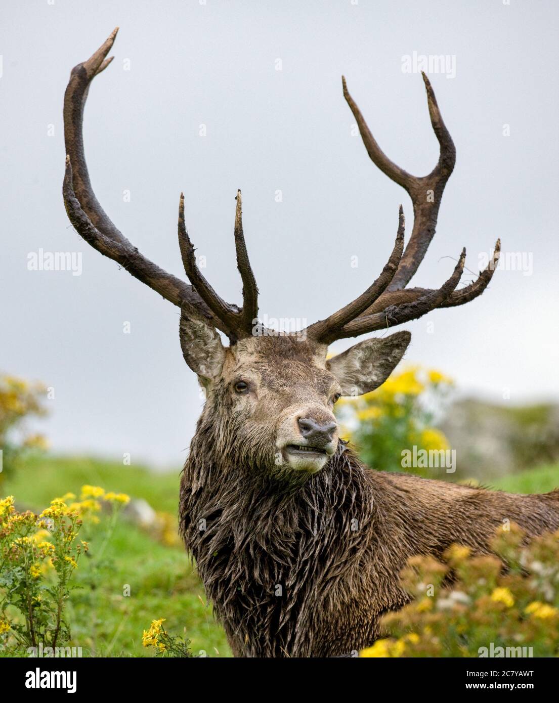 Red Deer Stag (Cervus elaphus) dans les Highlands écossais Banque D'Images