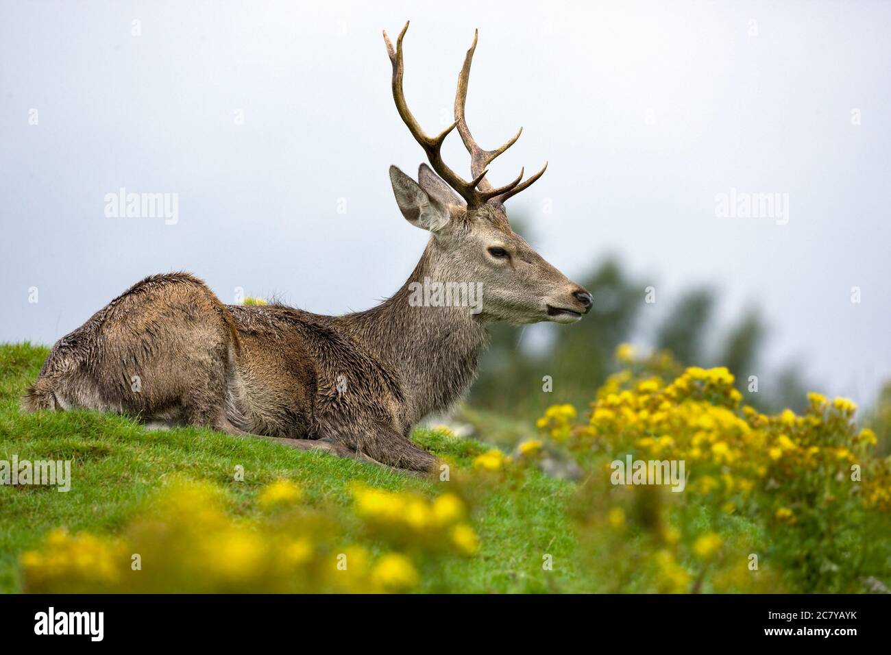 Red Deer (Cervus elaphus) dans les Highlands écossais Banque D'Images