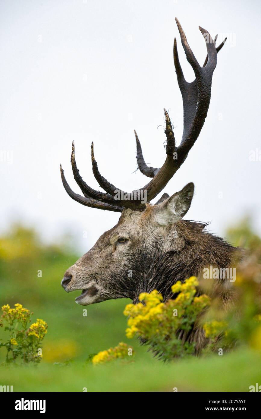 Red Deer Stag - (Cervus elaphus) dans les Highlands écossais Banque D'Images