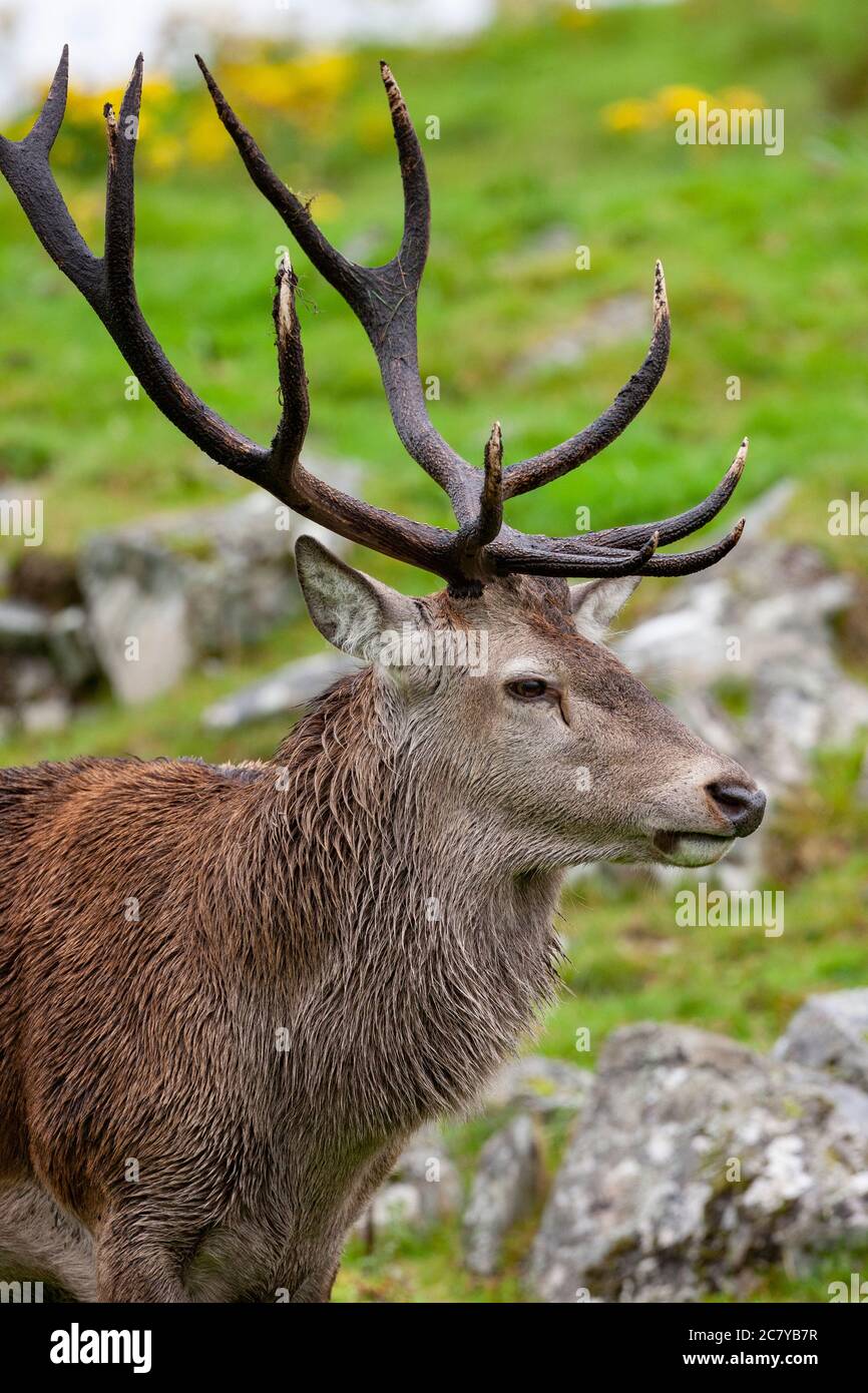 Red Deer Stag (Cervus elaphus) dans les Highlands écossais Banque D'Images