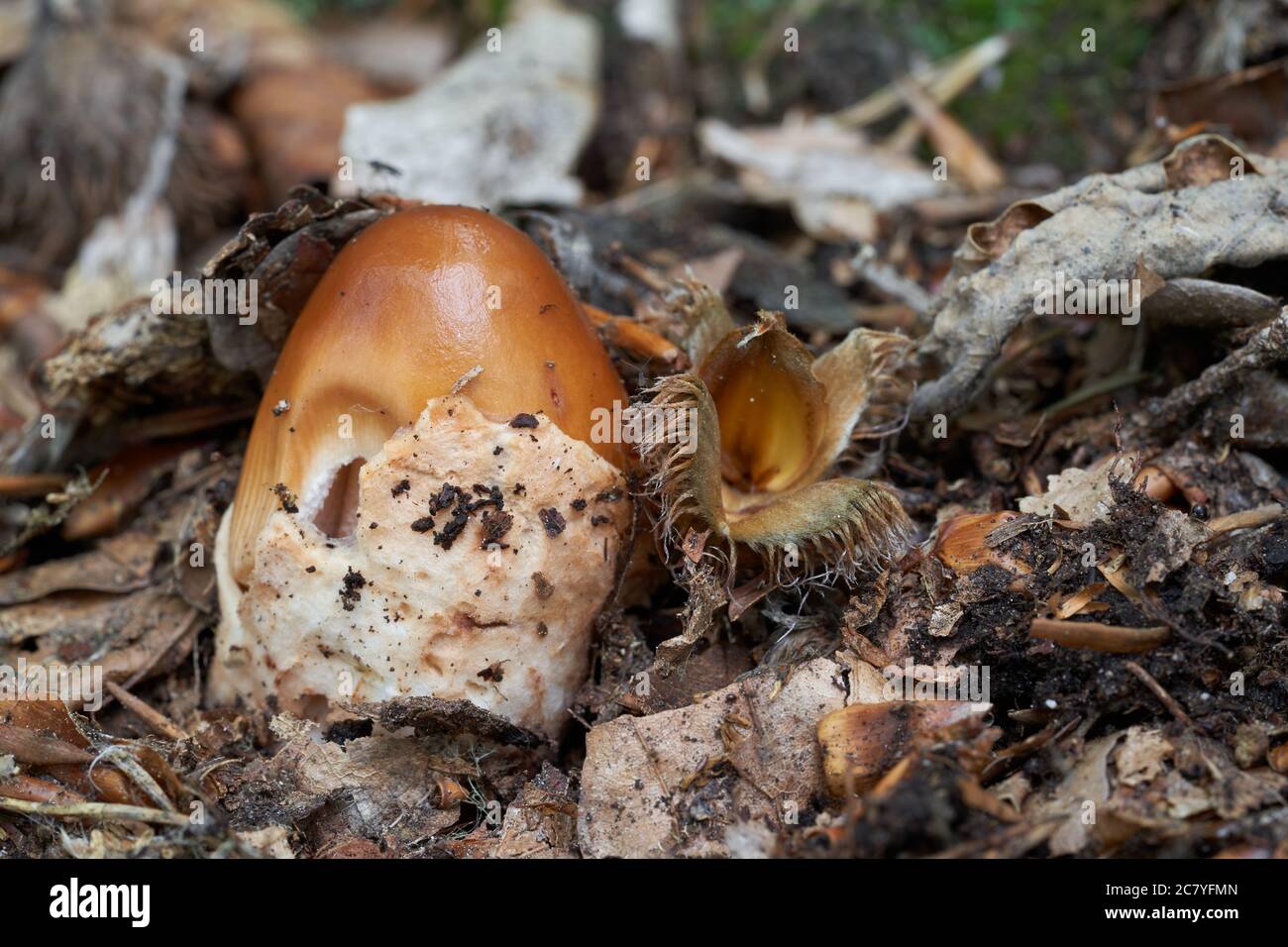 Champignons comestibles Amanita fulva dans la forêt de hêtre. Connu sous le nom de tawny grisette. Champignon sauvage avec tasse de tawny. Banque D'Images