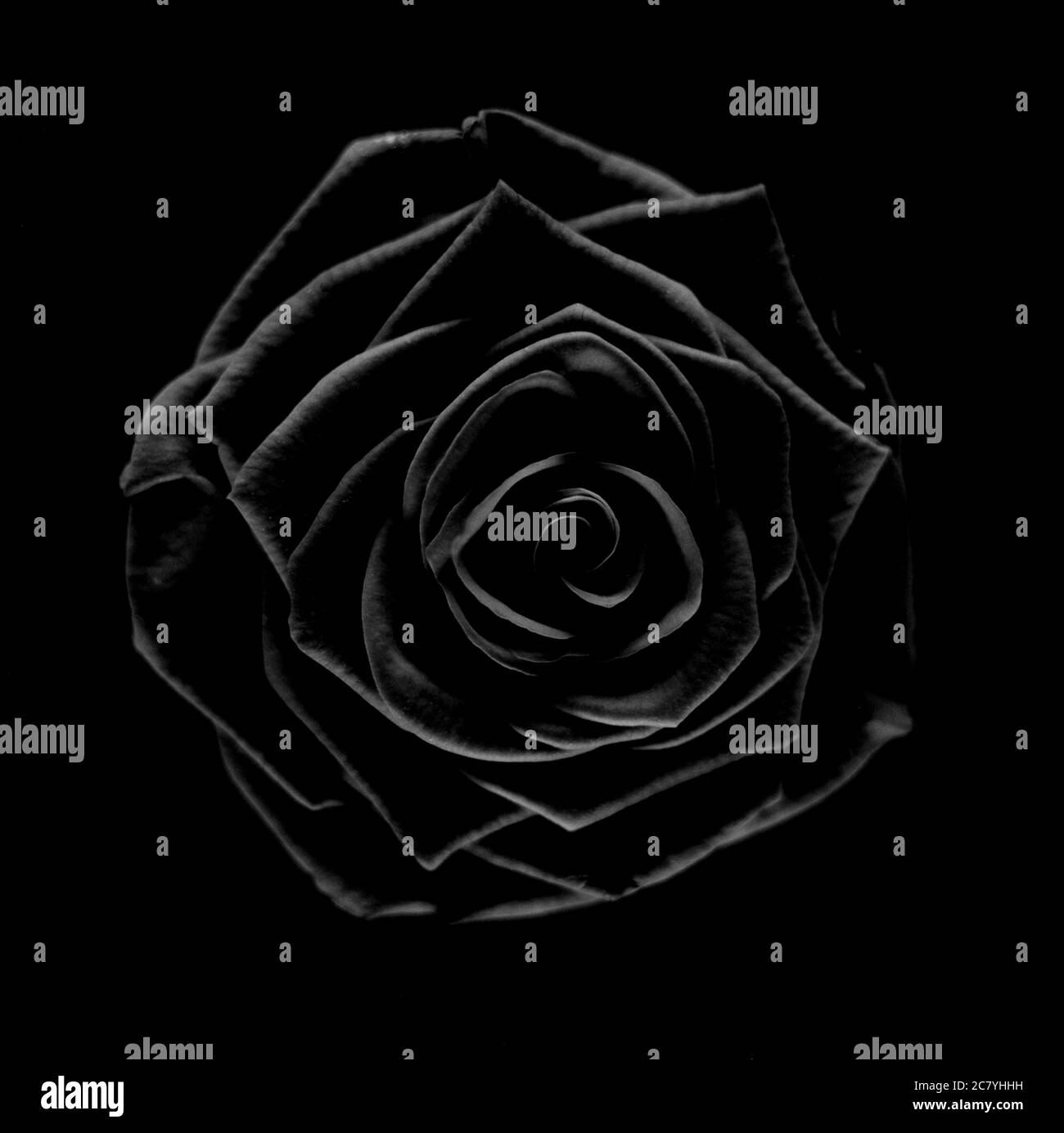 Black Rose, Photographie d'art, noir et blanc Banque D'Images