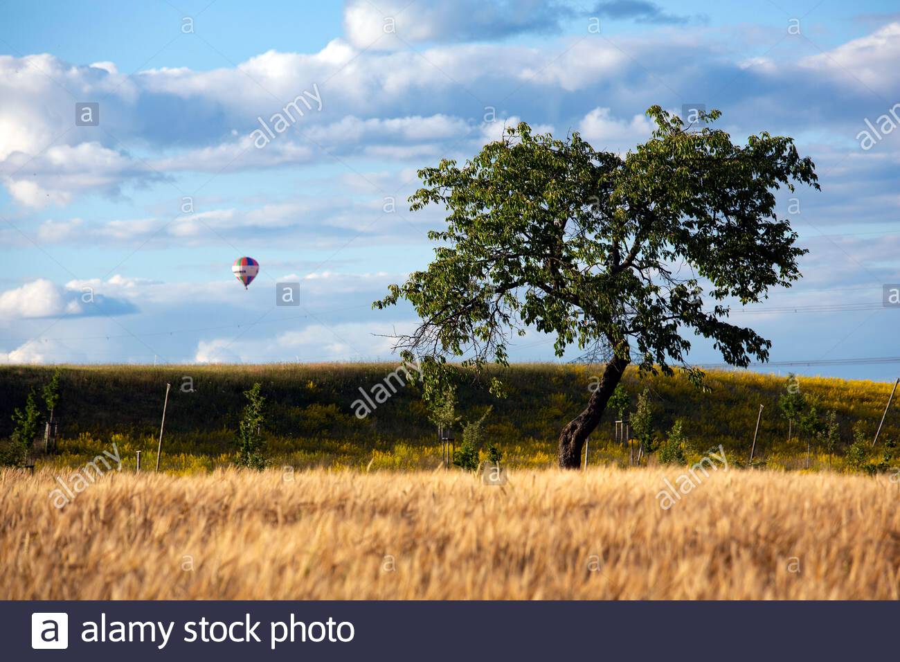 Un ballon dans le ciel au-dessus des champs d'orge en Franconie en Allemagne, lors d'un beau jour d'été Banque D'Images