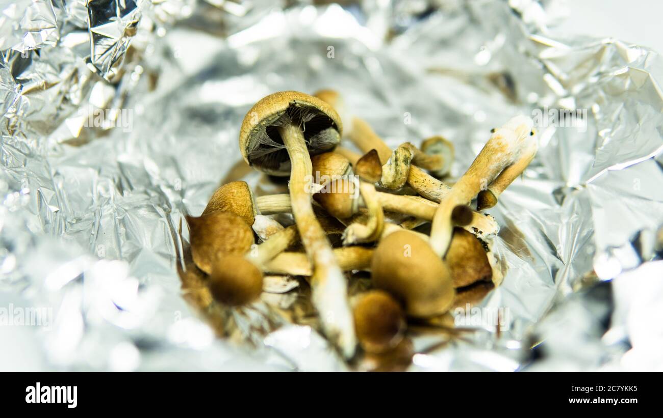 effet des champignons magiques sur le cerveau humain et la santé mentale Banque D'Images