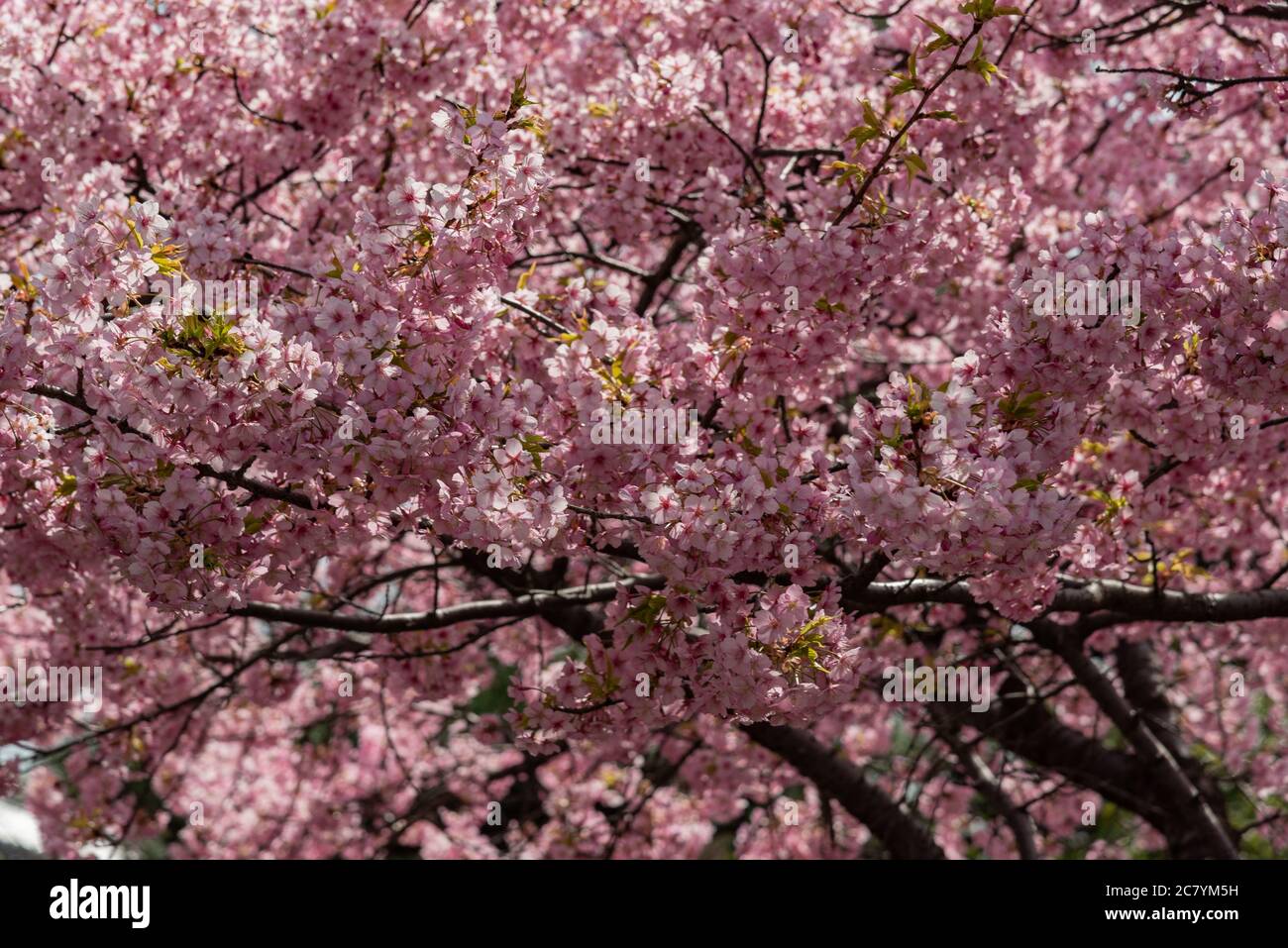 Les fleurs de Sakura fleurissent au printemps Banque D'Images