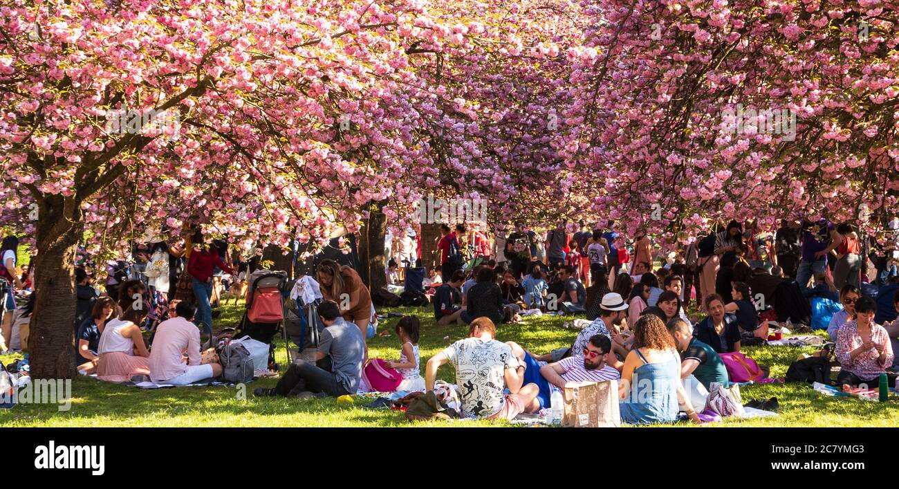 SCEAUX, FRANCE - 20 AVRIL 2019 : vacances en cerisier. Fête hanami dans le parc de Sceaux près de Paris. Pique-nique multiculturel, détente, faire des photos, Banque D'Images