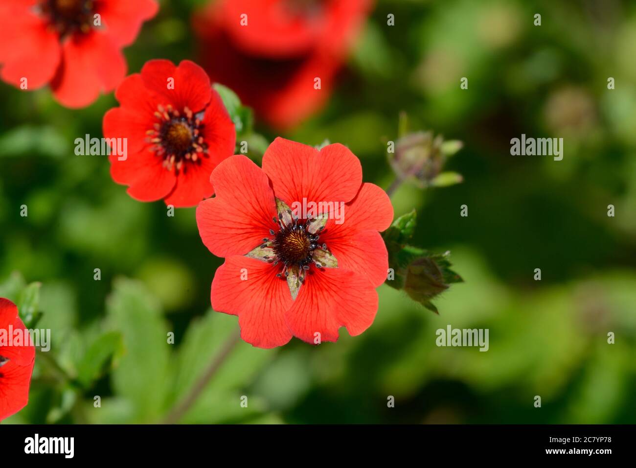 Potentilla Gibsons scarlet cinquefoil écarlate brillant fleurs à yeux foncés Banque D'Images