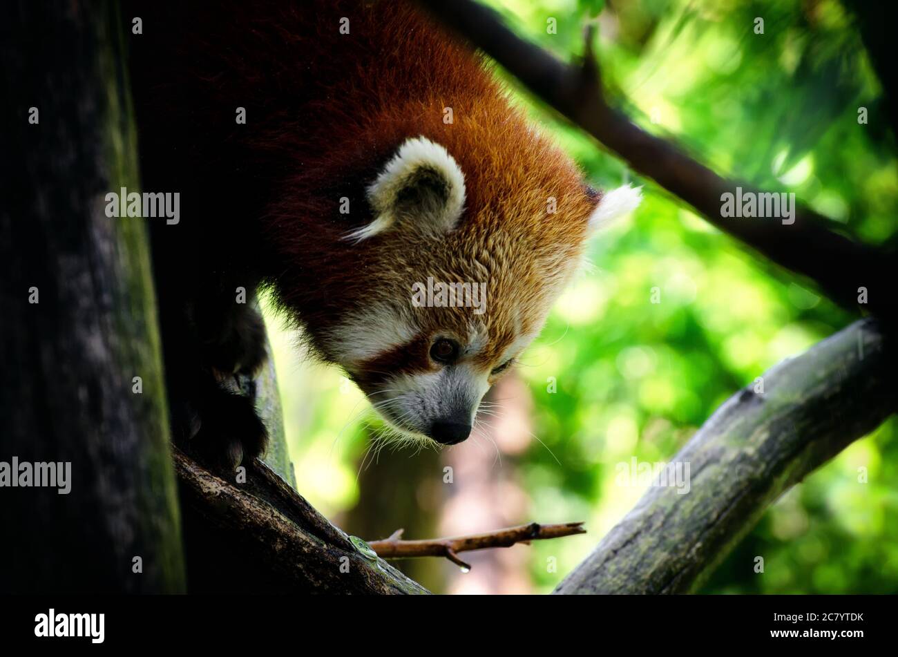 Panda rouge (Ailurus fulgens), marchant sur un arbre Banque D'Images