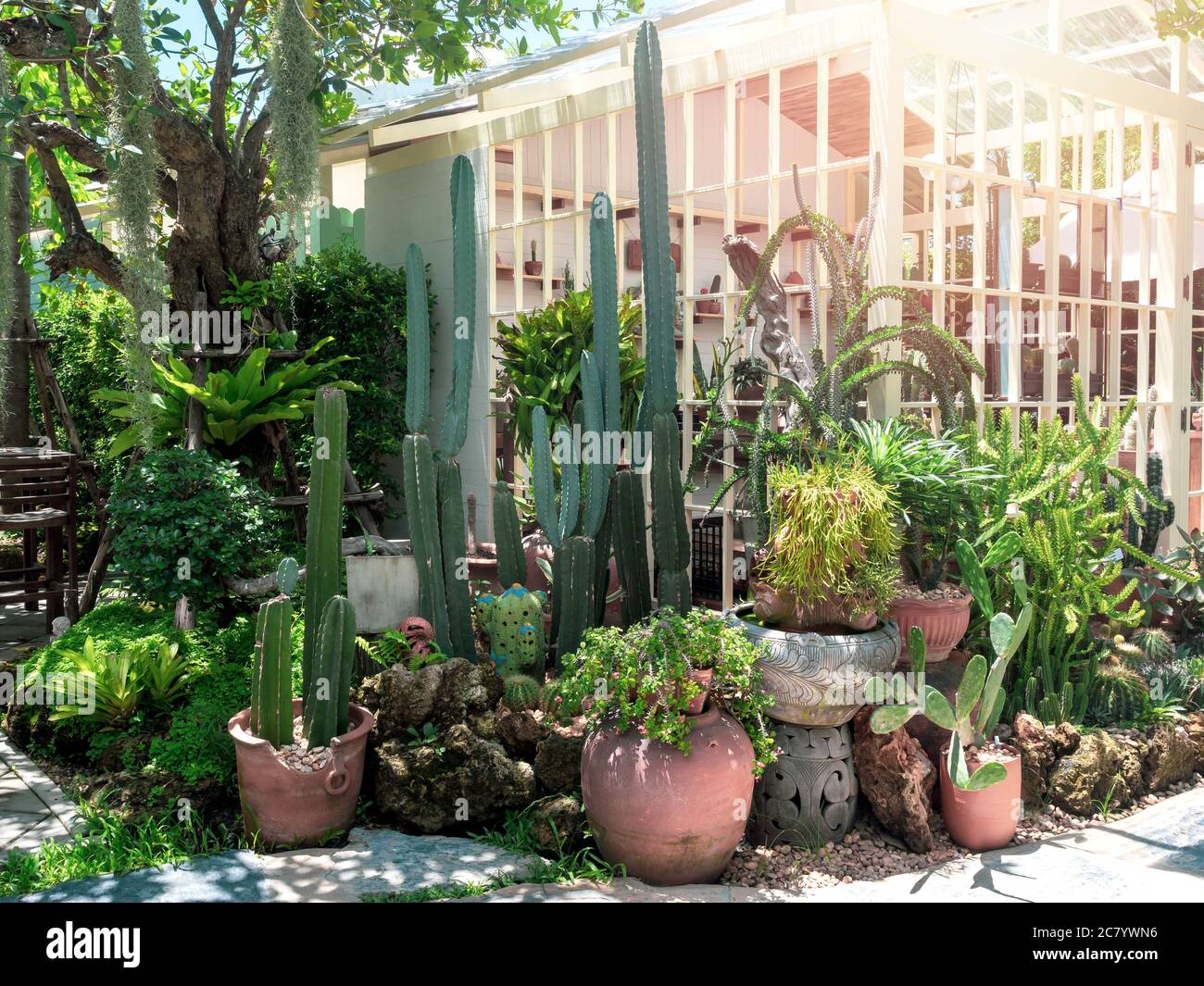Jardin de Cactus extérieur. Beaucoup de cactus et de plantes succulentes dans des pots disposés devant la serre blanche avec le soleil le matin. Banque D'Images