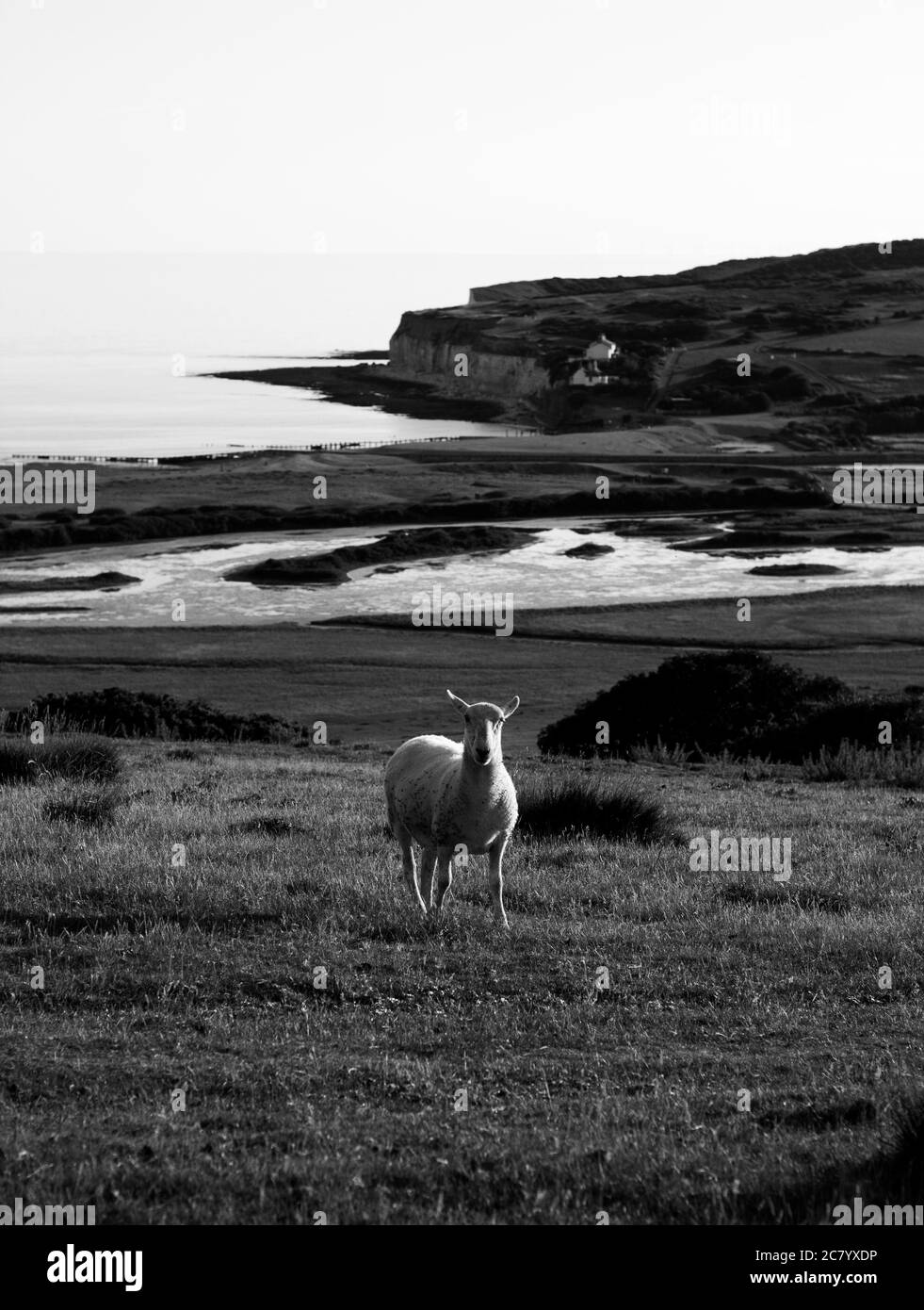 Noir et blanc photo de paysage d'une mouton Banque D'Images