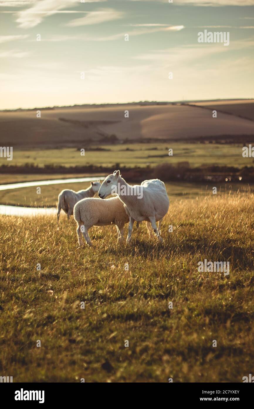 Moutons sur ces collines à la rivière Cuckmere Banque D'Images