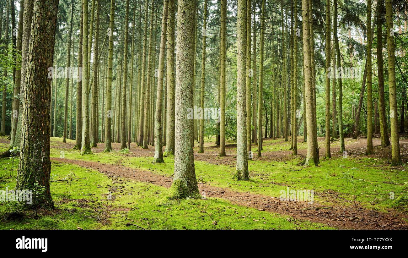 Vue panoramique sur un sentier forestier tôt le matin. Banque D'Images