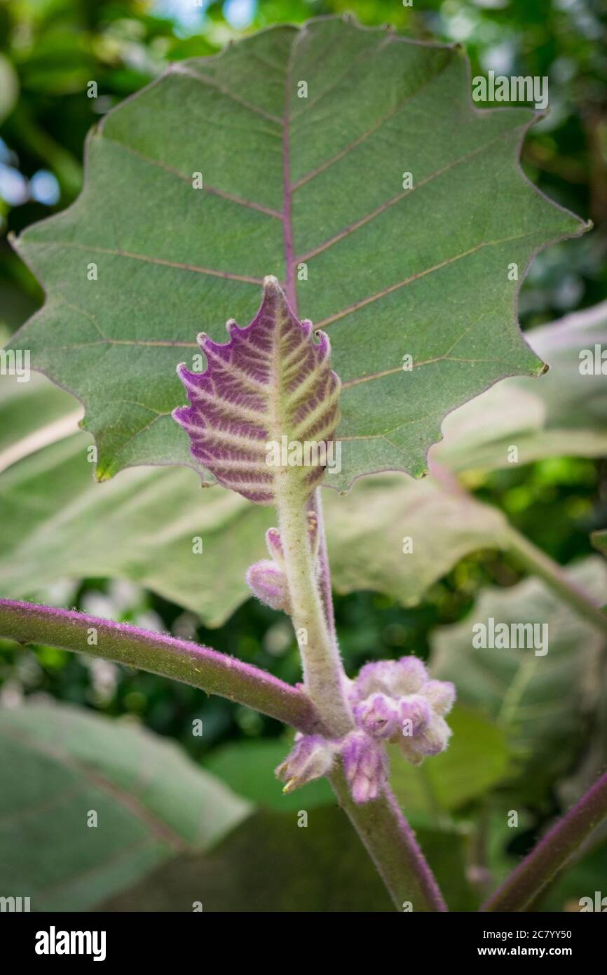Nouvelle croissance foliaire sur une plante de Litchi chinensis Lychee. Banque D'Images