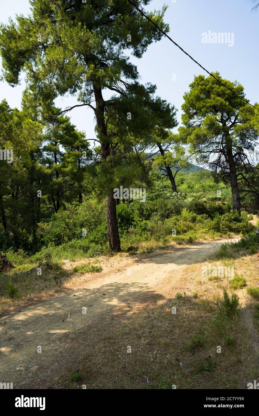 Une route de gravier traverse la forêt de pins baignée de soleil sur l'île méditerranéenne de Skopelos. Banque D'Images