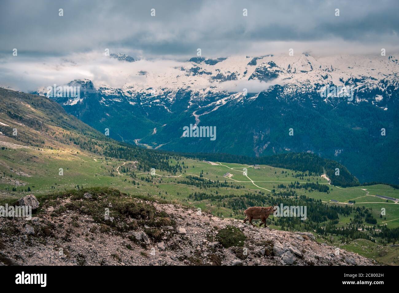 Steinbocks sur le mont Montasio dans les Alpes Juliennes, en une journée d'été Banque D'Images