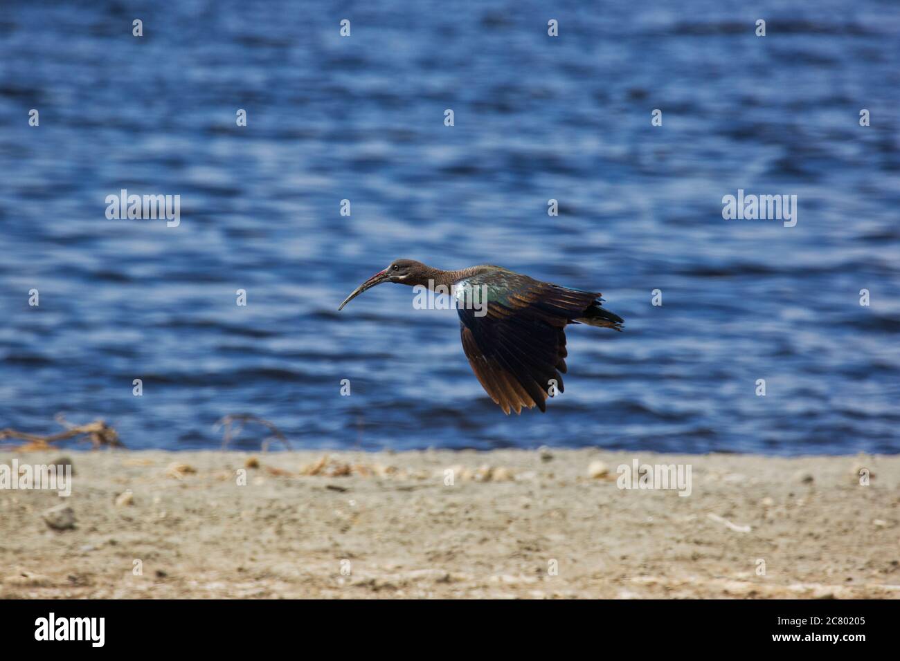 Hadeda ibis (Bostrychia hagedash) en vol. C'est un oiseau à gué avec de longues pattes, un long cou et une longue facture pour se nourrir d'insectes, de crustacés, de sp Banque D'Images