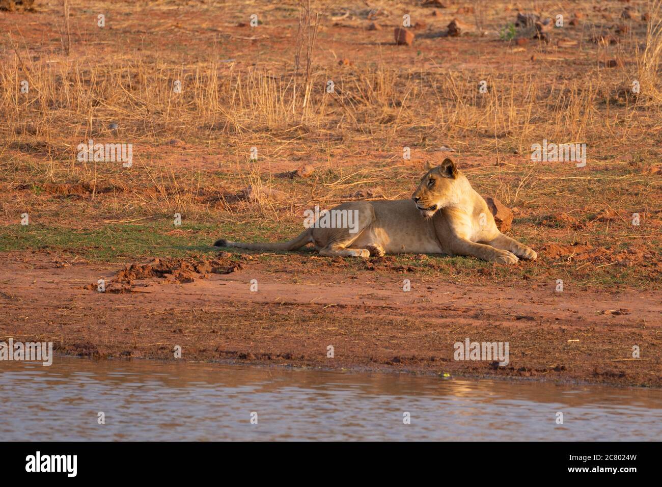 Lone Lioness (Panthera leo) photographié dans la nature Banque D'Images