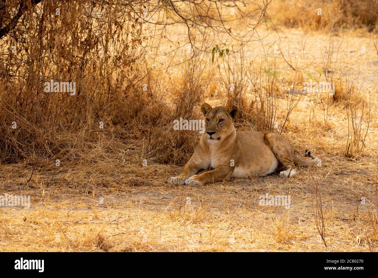 Lone Lioness (Panthera leo) photographié dans la nature Banque D'Images