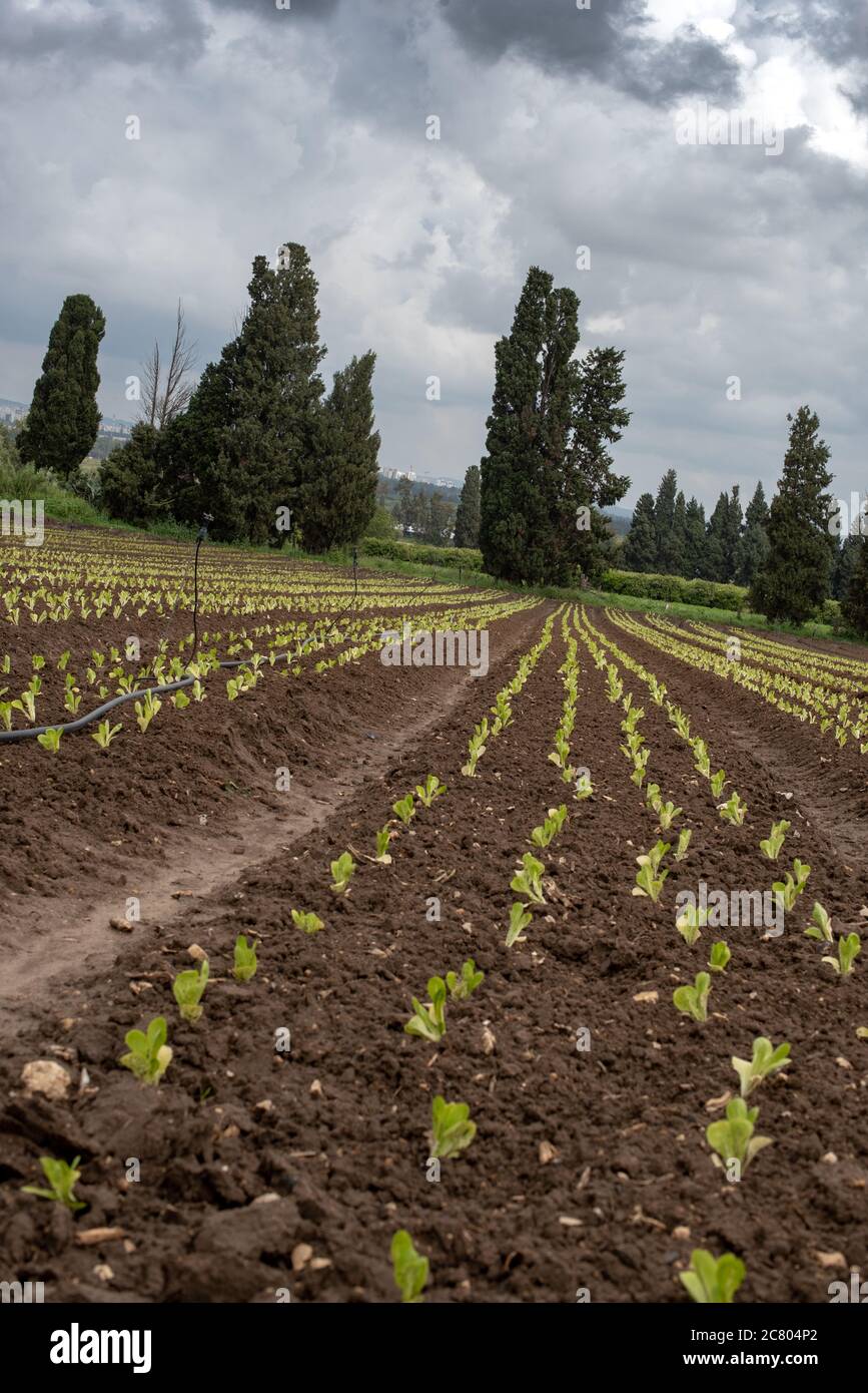 Les plantes poussent dans un champ agricole. Photographié en Israël au printemps, avril Banque D'Images