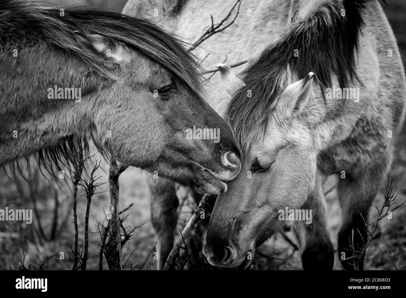 Cheval remilage Konik nature sauvage animaux faune Kiev Ukraine mammifère équine Banque D'Images