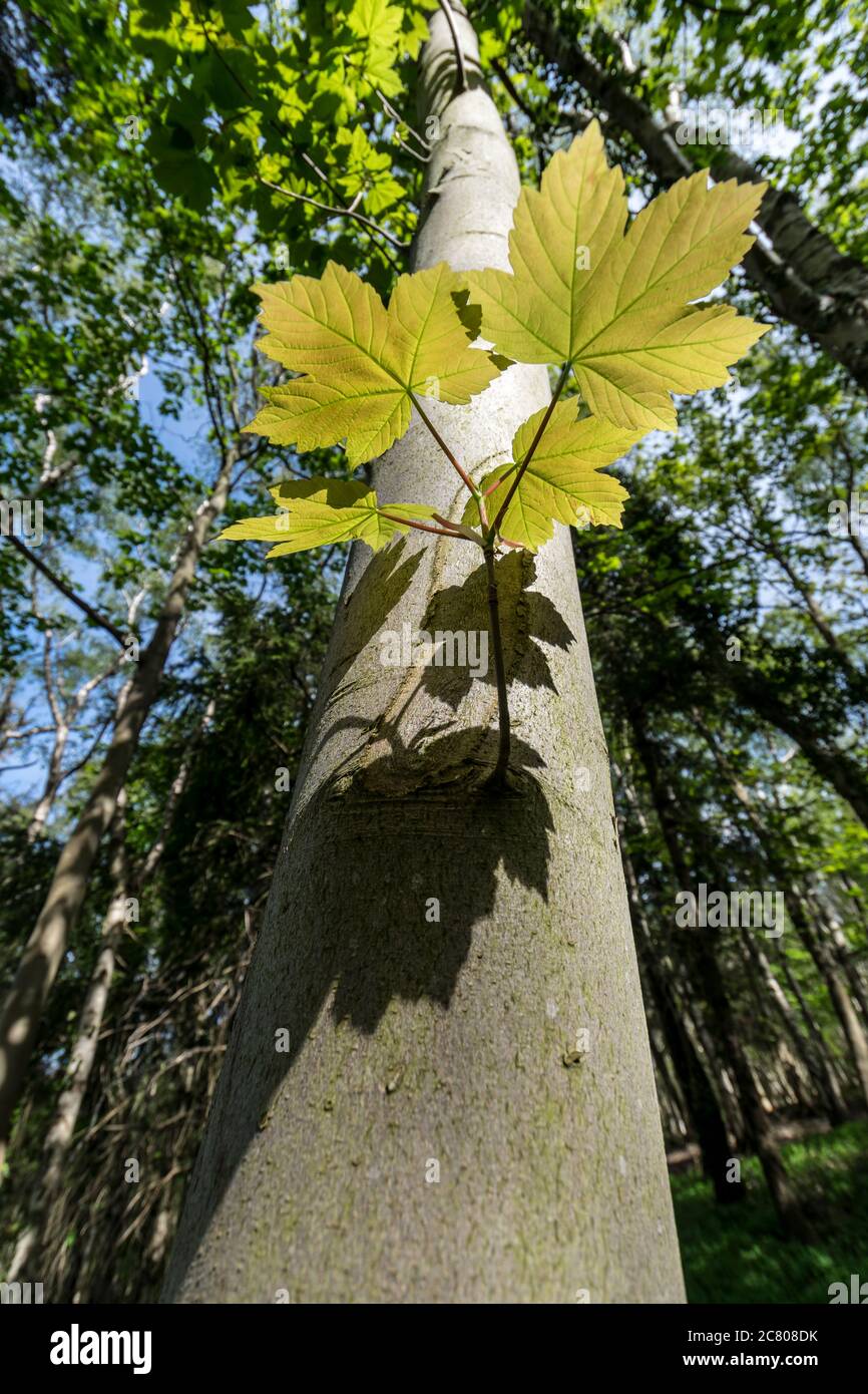 Feuilles de printemps de l'arbre Sycamore Banque D'Images