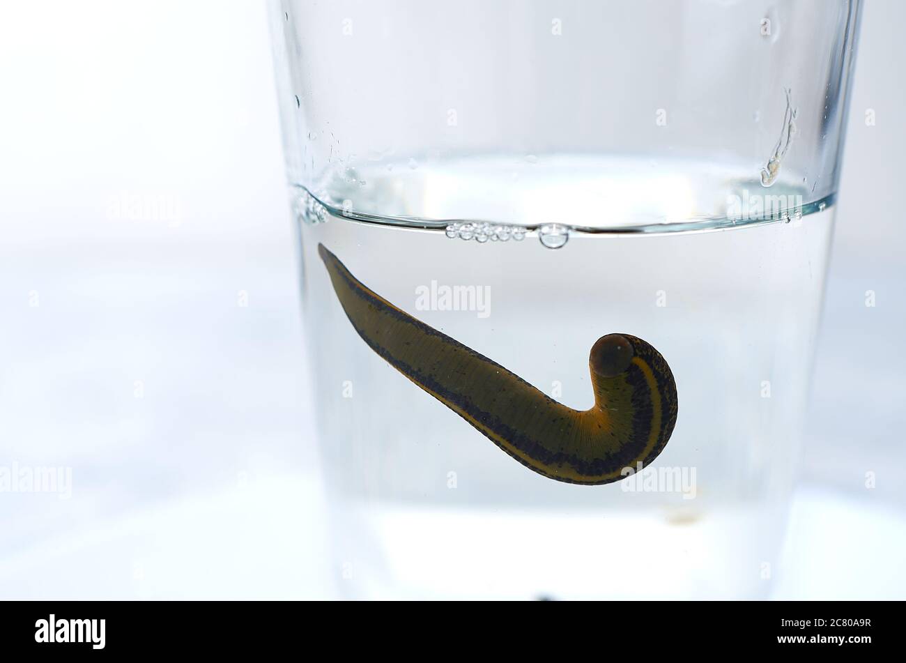 Hirudothérapie. Les sangsues médicale dans l'eau avant traitement Banque D'Images