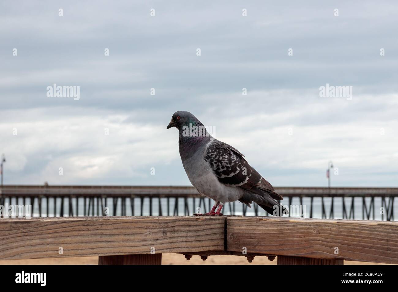 Assis sur un rail Pigeon Banque D'Images