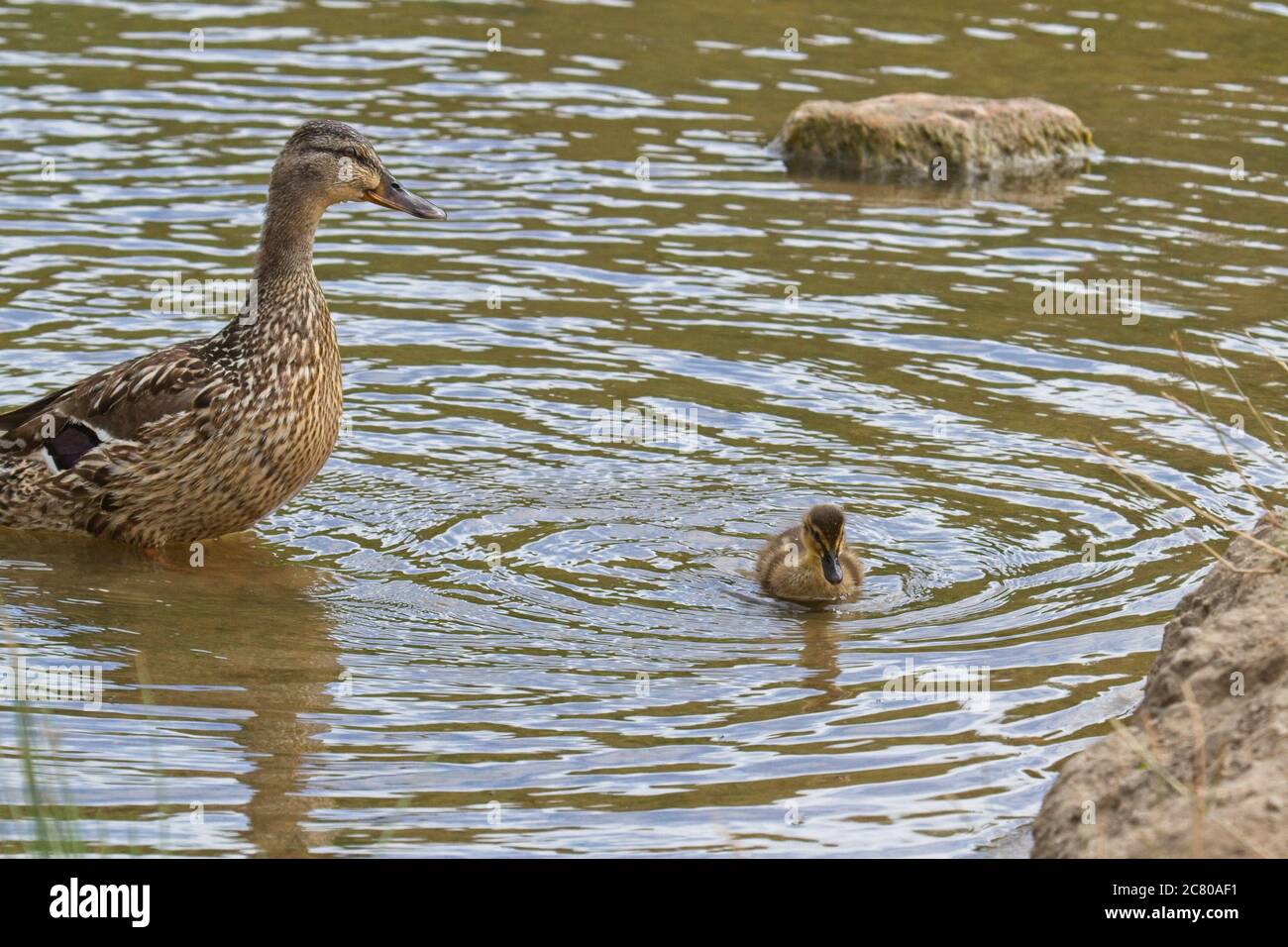 Une fière femelle Mallard (Aras platyrhynchos) canard se délecte sur son jeune caneton nageant près de la rive d'un étang. Banque D'Images