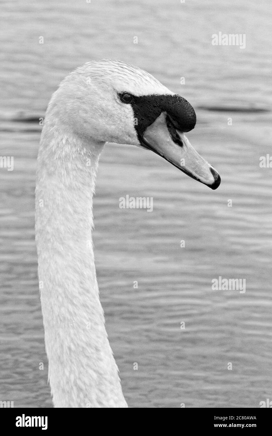 Un gros plan tête et cou d'un Cygne muet (Cygnus olor) sur fond d'eau en noir et blanc. Banque D'Images