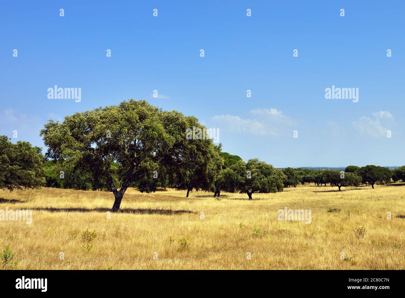 Chêne de Cork (Quercus sube), Evora, Alentejo, Portugal Banque D'Images