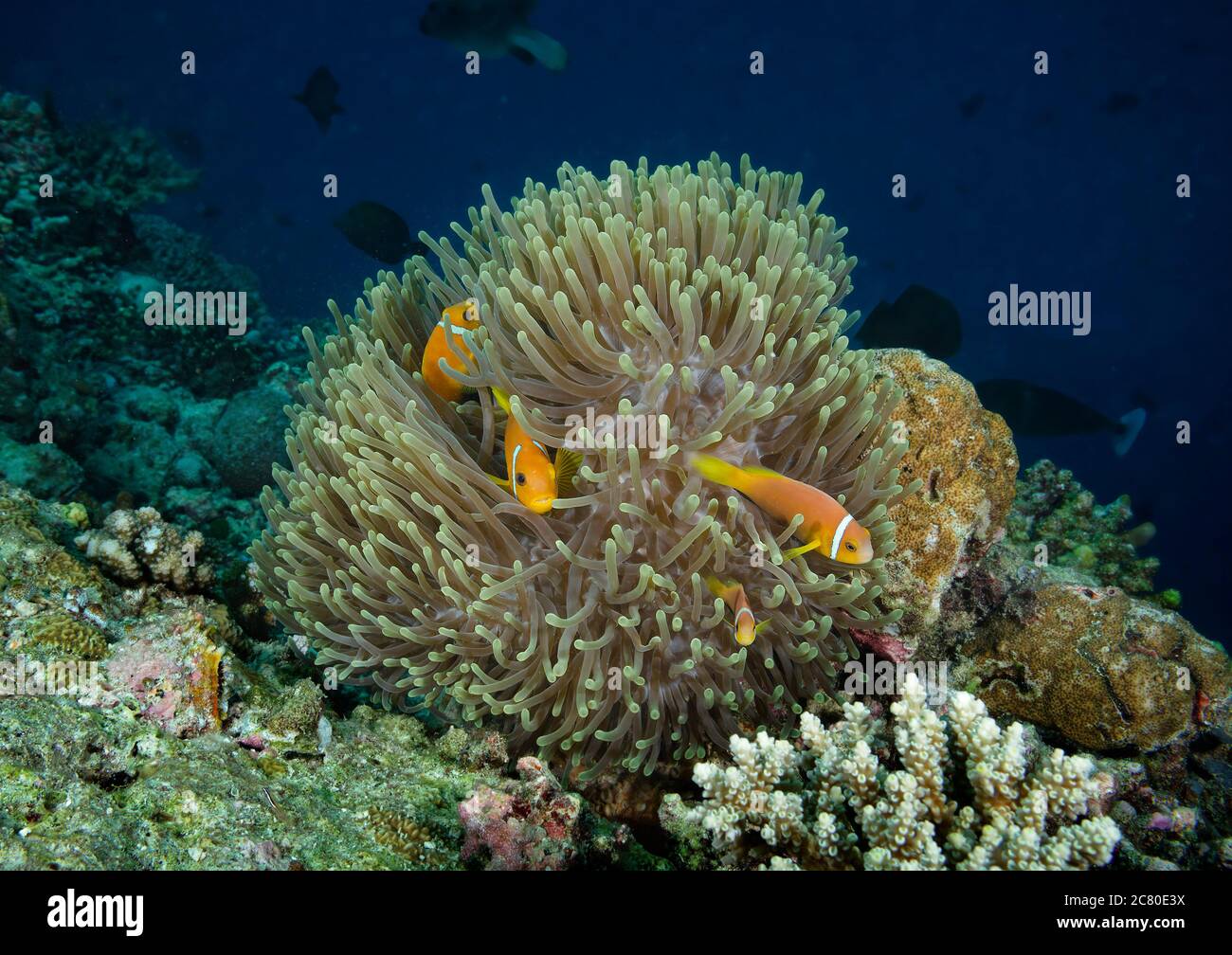 Quatre poissons-clownfish à pieds noirs, Amphiprion nigripes, qui se trouvent à Anemone sur le récif corallien de Bathala, aux Maldives Banque D'Images