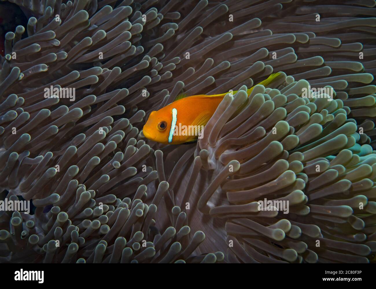 Putois poissons clowns, Amphiprion nigripes, à l'abri dans des récifs coralliens sur Anémone dans Bathala, Maldives Banque D'Images