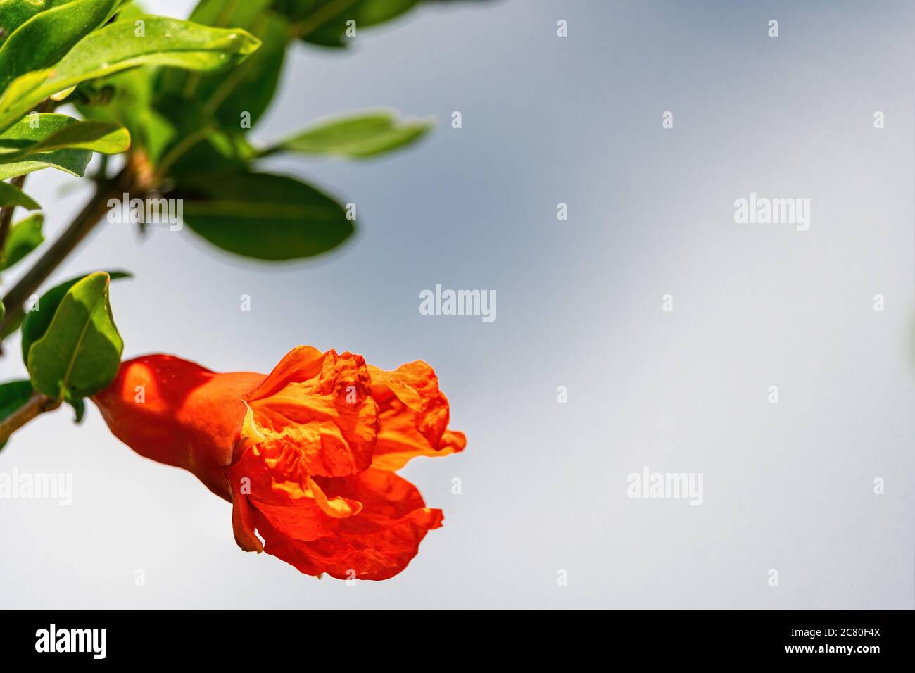 gros plan de fleurs de grenade rouge vif Punica granatum avec bourgeons aux feuilles vertes. Son odeur de fleur acidulée avec une nuance de fruit foncé Banque D'Images