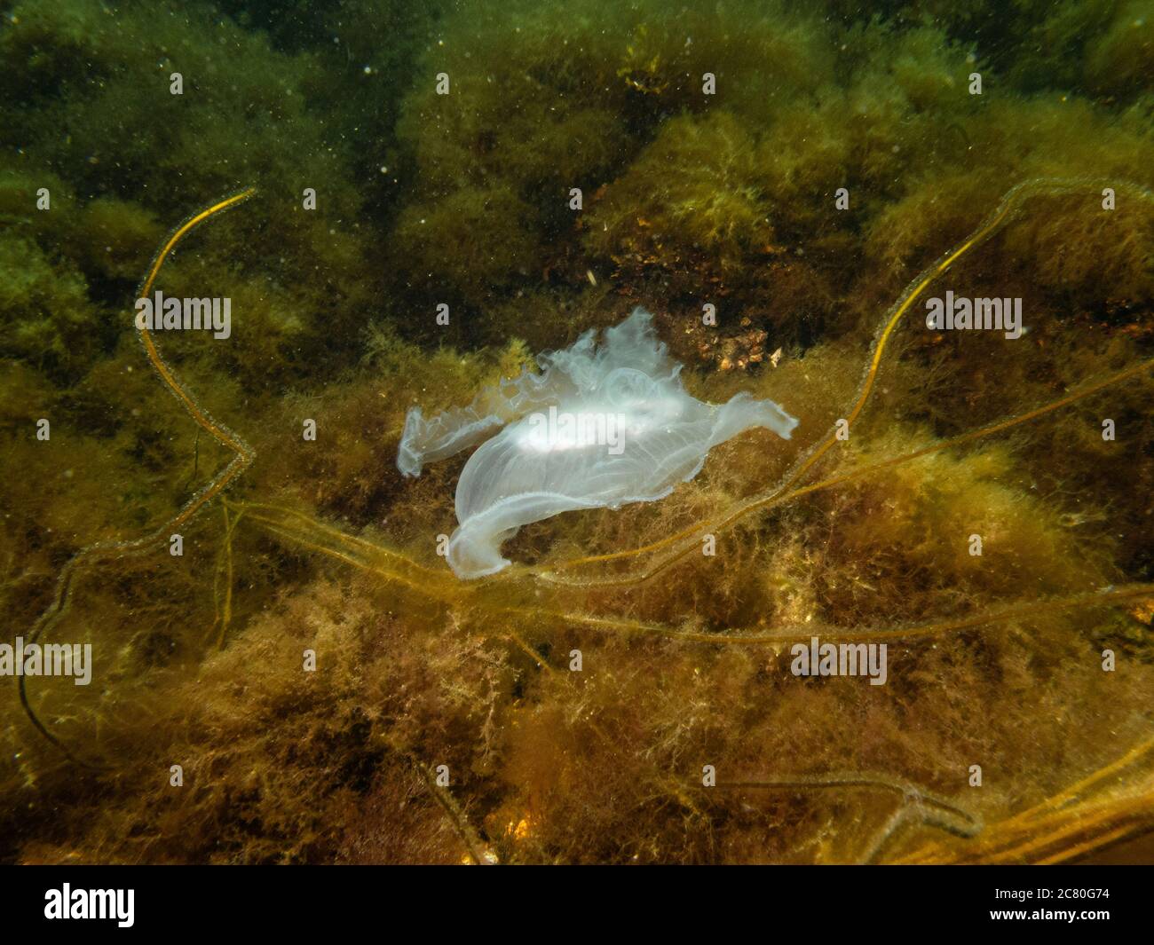 Un méduse apparaît dans un magnifique paysage marin sous-marin. Eau froide verte et algue jaune. Photo d'Oresund, Malmö, dans le sud de la Suède. Banque D'Images