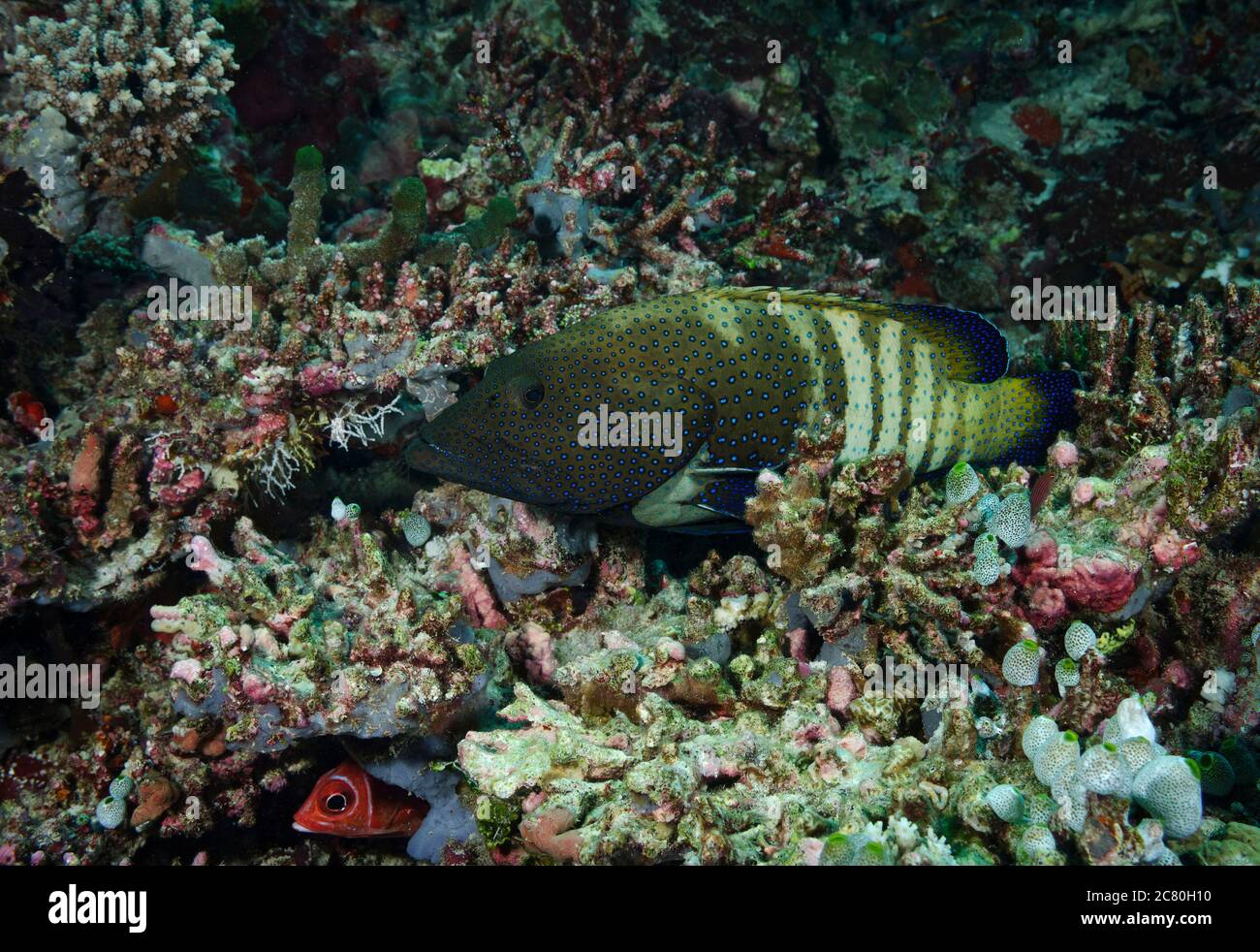 Tétras à pois bleus, Cephalophalis Argus, dans le récif de corail de Bathala, Maldives Banque D'Images