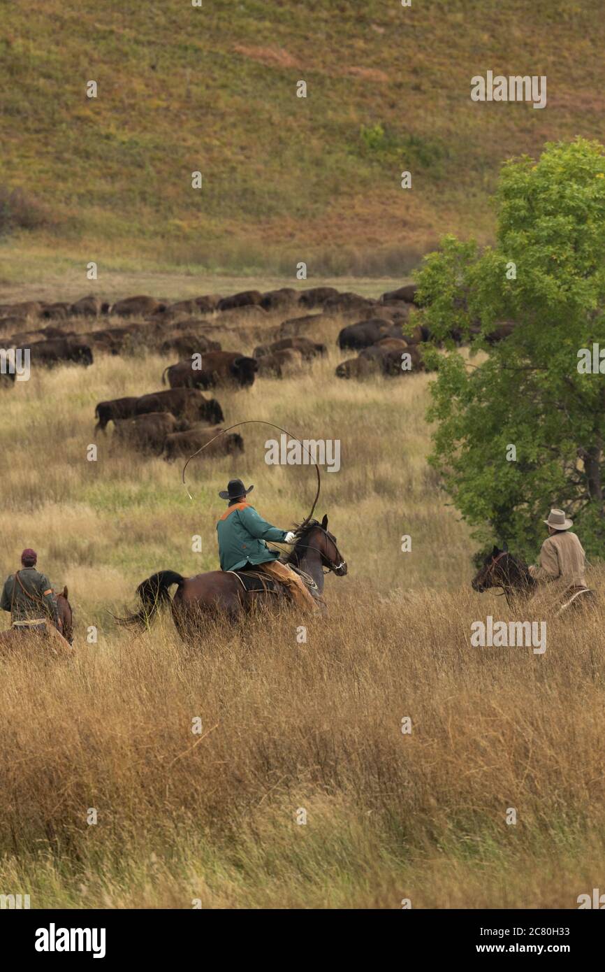 Parc national Custer bison bisons roundup Amérique Dakota du Sud cavalier Banque D'Images