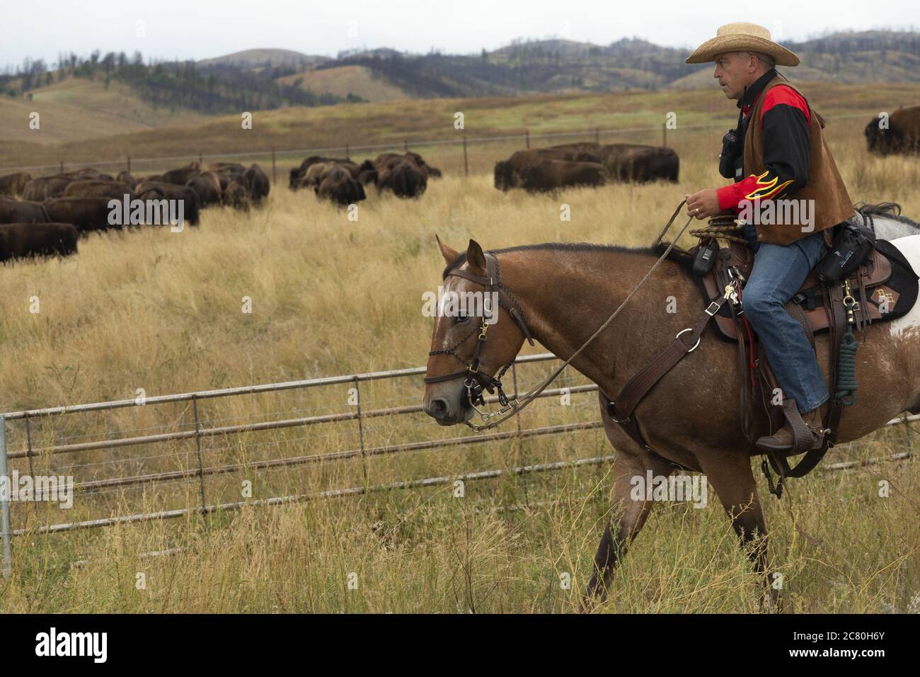 Parc national Custer bison bisons roundup Amérique Dakota du Sud cavalier Banque D'Images