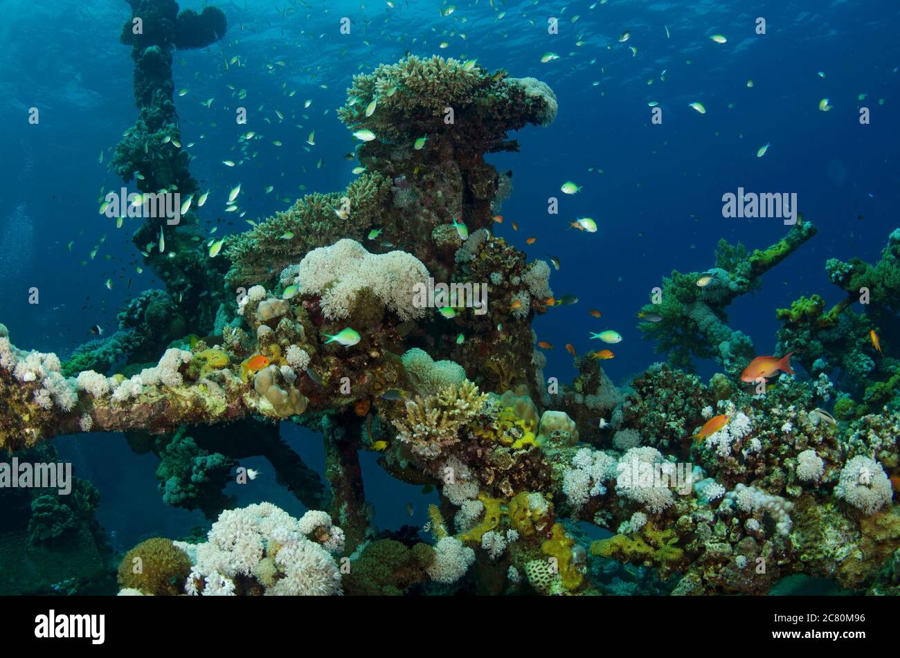 De plus en plus des coraux sur l'épave à Abu Ghusun Hamada, Mer Rouge, Marsa Alam, Egypte Banque D'Images