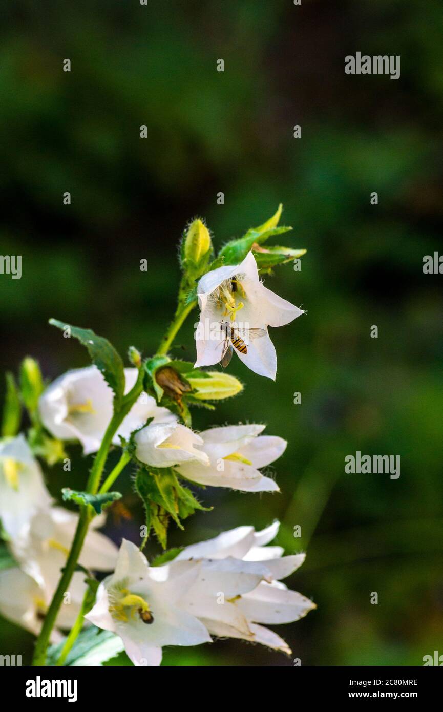 Un survole de marmelade, Episyrphus balteatus, sur une fleur de bellflower blanche à ortie, campanula trachlium var. Alba, dans un jardin de Londres, en Angleterre Banque D'Images