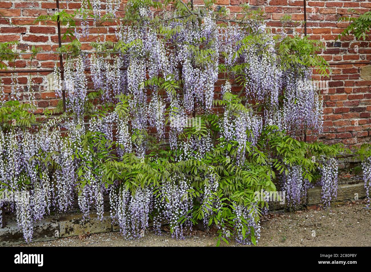 Grappes de fleurs de Laburnum bleu suspendues devant le mur de briques rouges Banque D'Images