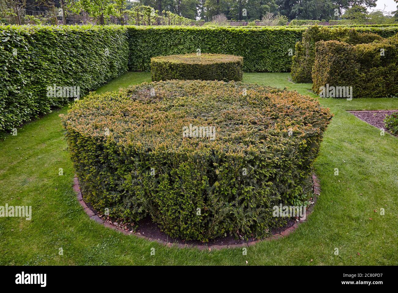 Haies de hêtre, jardin clos de Scampston Hall à Malton, Yorkshire, conçu par le paysagiste néerlandais Piet Oudolf Banque D'Images